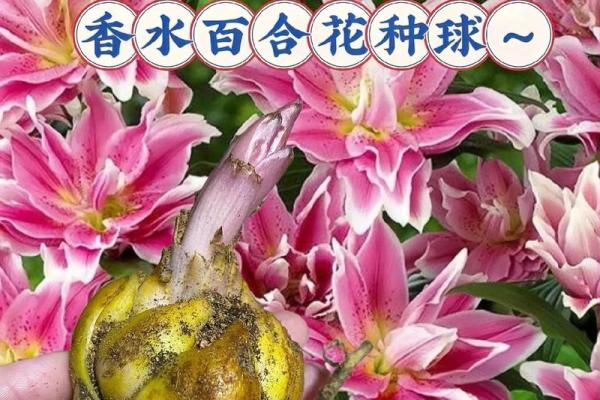 百合花有哪些风水作用