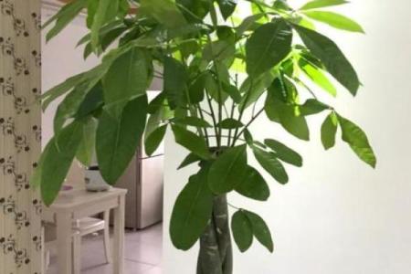 家居风水 一进门摆什么植物最好-