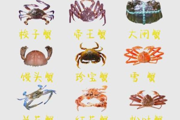 十二星座适合的螃蟹排名