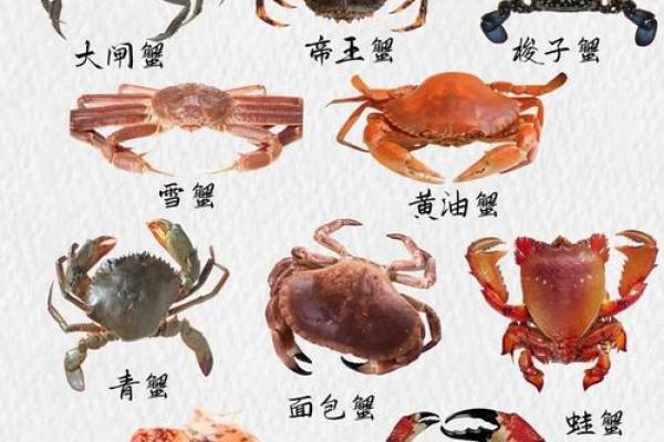十二星座适合的螃蟹排名