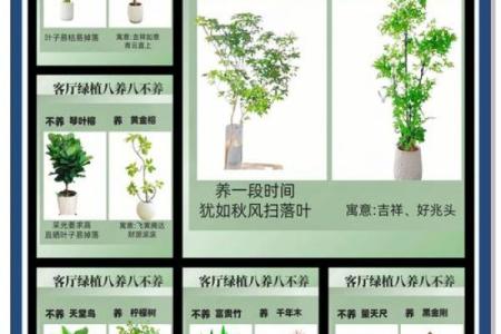 树木花卉摆放也影响风水
