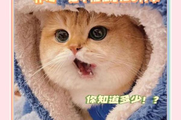 风水上哪几个生肖的人不能养猫禁忌