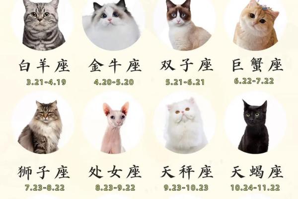 哪些星座女是猫系女人