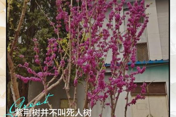 十大凶树十大吉树都是哪些风水树？