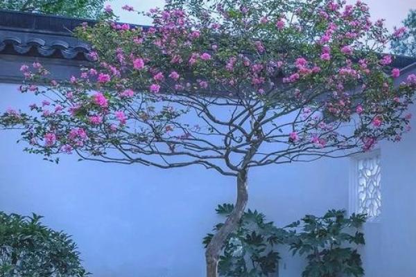 北方庭院十大吉祥之树风水树