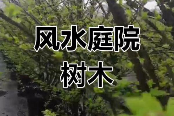 北方庭院十大吉祥之树风水树