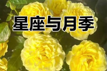 十二星座最合适的花