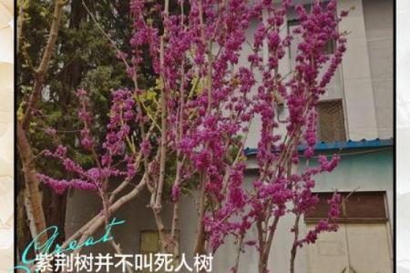 十大凶树十大吉树都是哪些风水树？