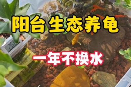 乌龟一般养几只吉利养龟风水养单数还是双数好
