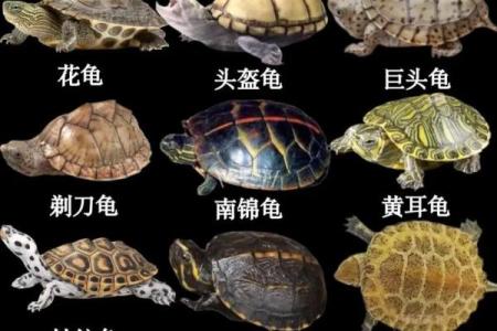 什么星座不适合养乌龟呢