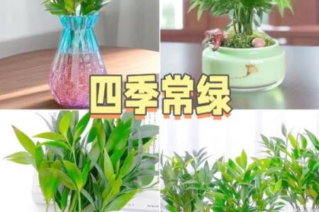 室内盆栽植物的介绍和风水作用