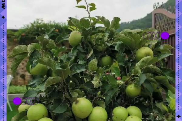 在家里种植哪些果树能符合风水规律