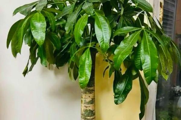 阳台植物摆放旺财风水 阳台植物摆放旺财风水