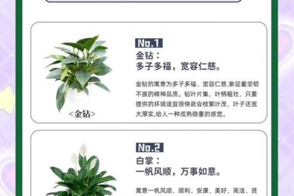 办公场所摆放植物的风水讲究 办公场所摆放植物的风水讲究