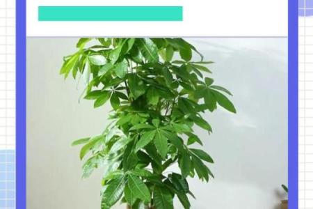 阳台植物摆放旺财风水