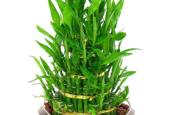 玄关摆放植物有什么风水讲究