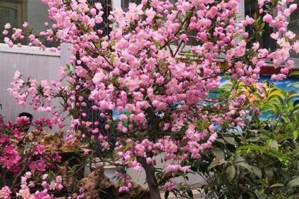 海棠花风水_家里养海棠花好吗