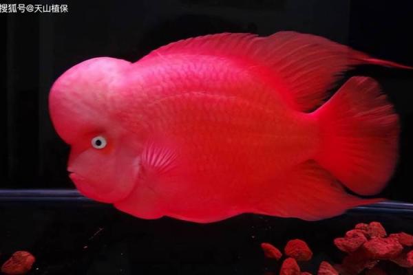养罗汉鱼风水好吗