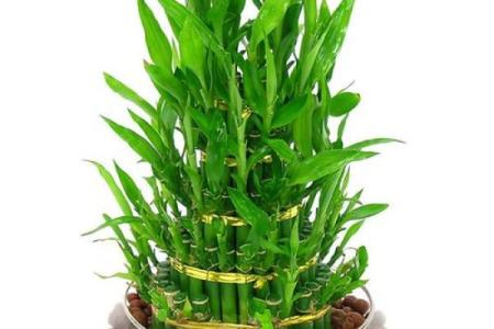 玄关摆放植物有什么风水讲究