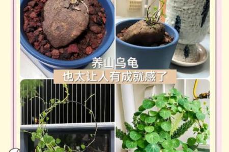 房子风水中乌龟串堂