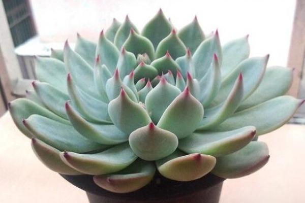 12星座适合种什么多肉