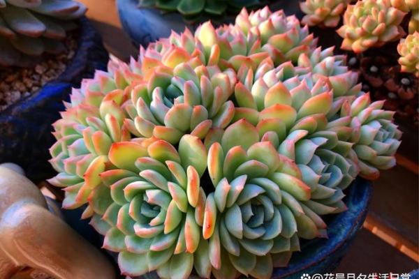 12星座适合种什么多肉