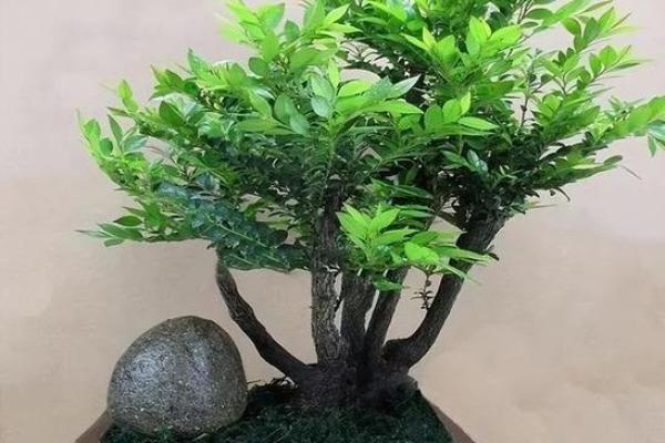 四大镇宅之树是哪四款风水树