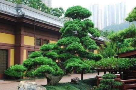 四大镇宅之树是哪四款风水树