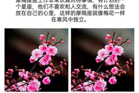 十二星座最适合用什么样的花