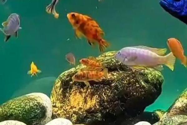 风水金命的人可以养鱼吗可以增加财富吗