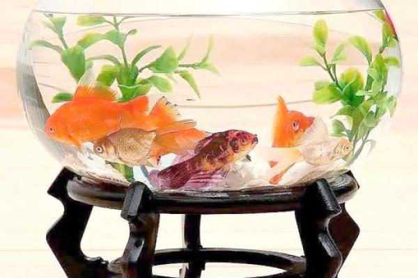 家中养鱼6大风水禁忌客厅鱼缸怎么摆放旺财示意图