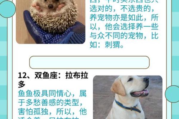 十二星座谁是最适合养的狗狗