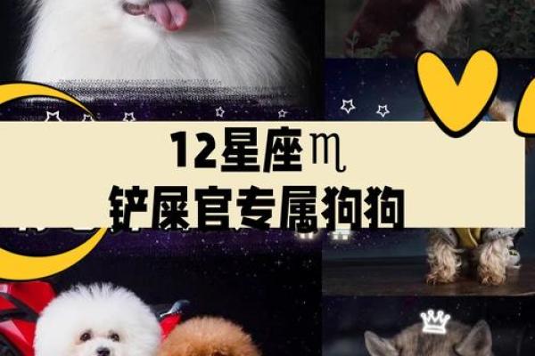 十二星座谁是最适合养的狗狗