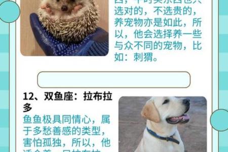 十二星座谁是最适合养的狗狗