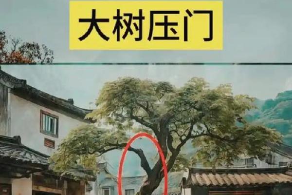 农村风水树有哪些禁忌及注意事项