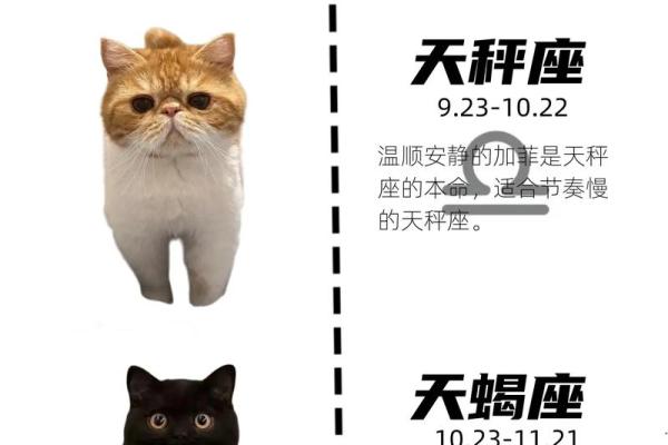 每个星座都有自己专属的猫吗