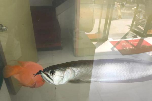 养银龙鱼风水 养银龙鱼风水讲究