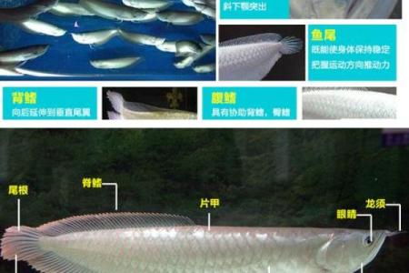 养银龙鱼风水 养银龙鱼风水讲究