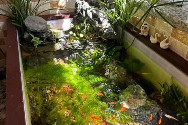 楼顶养鱼 风水