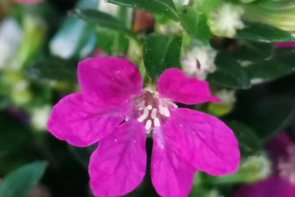 花类百科：和满天星很像的花都有哪些