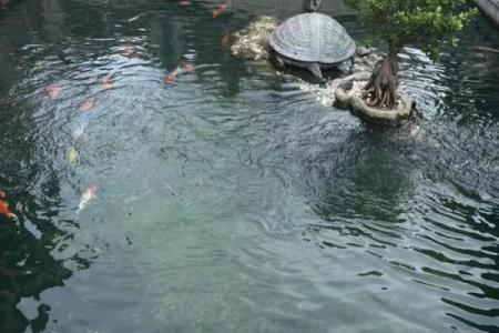 楼顶养鱼 风水