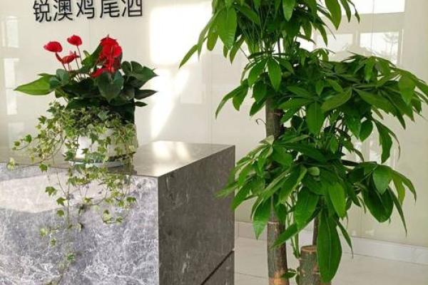 如何根据办公室的风水原则来摆放花卉