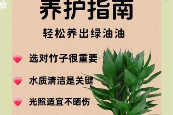 如何避免富贵竹风水禁忌影响财富进入