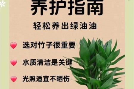 如何避免富贵竹风水禁忌影响财富进入
