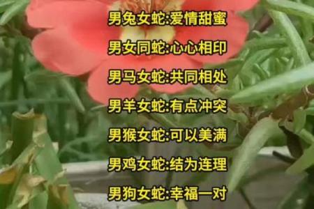 女蛇男鼠属相婚配好吗 女蛇男鼠配对宜