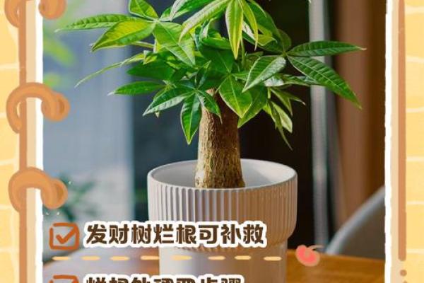 买了发财树，不要把方位摆错了
