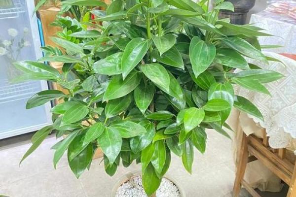 平安树风水攻略：如何利用风水安排平安树
