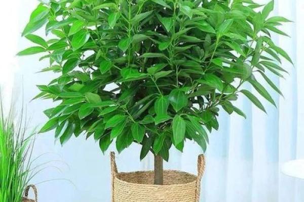 平安树风水攻略：如何利用风水安排平安树
