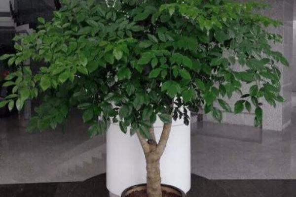 四大镇宅之树 镇宅植物风水