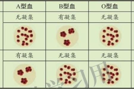 成功人士最多的血型